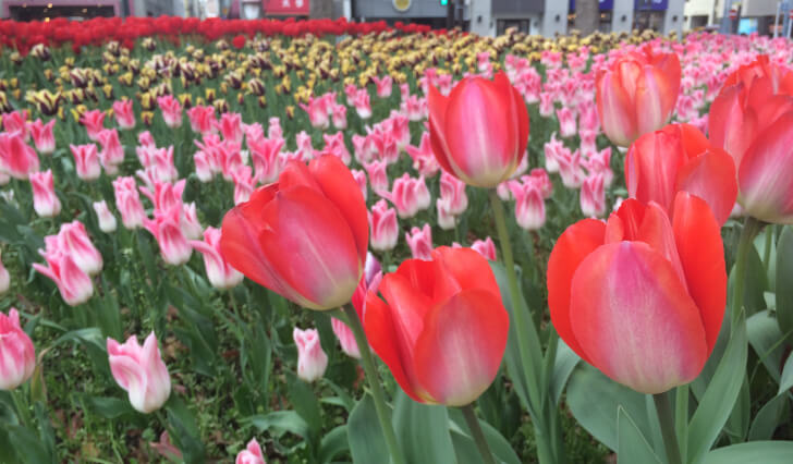 赤いチューリップ